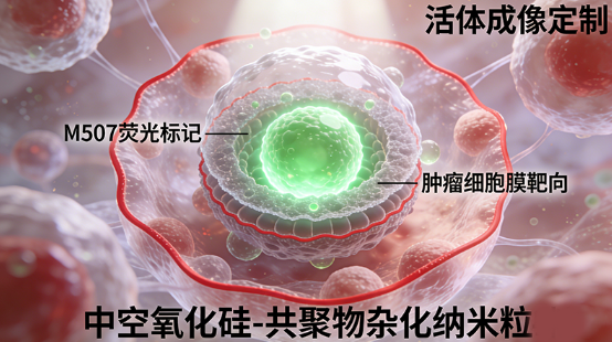 M507荧光标记+肿瘤细胞膜靶向中空氧化硅-共聚物杂化纳米粒（活体成像定制）