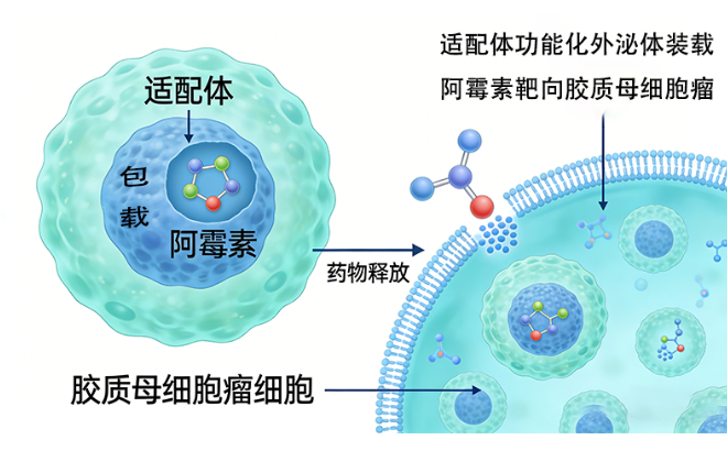 适配体功能化外泌体装载阿霉素靶向胶质母细胞瘤（临床前场景）