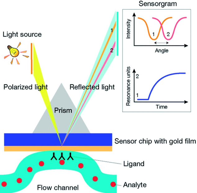 (S-(CH2)11-beta-Lactose)2