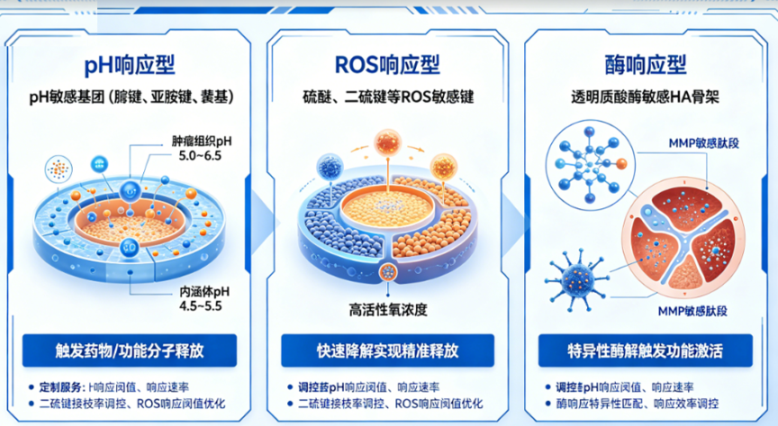 响应型（pH / ROS / 酶）改性