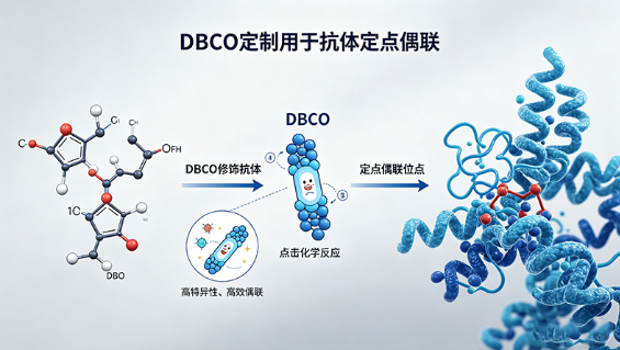 DBCO定制用于抗体定点偶联