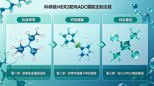 科研级HER2靶向ADC偶联定制