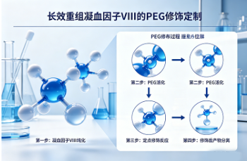 长效重组凝血因子VIII的PEG修饰定制