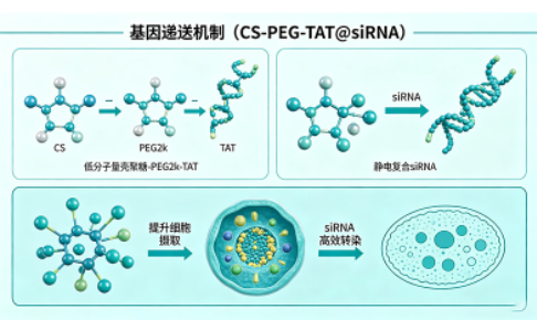 基因递送（CS-PEG-TAT@siRNA）