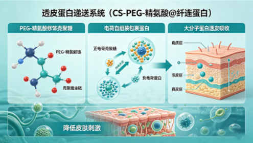 透皮蛋白递送（CS-PEG-精氨酸@纤连蛋白）