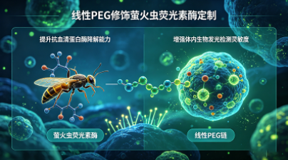 线性PEG修饰荧光素酶定制