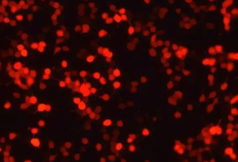 油溶性红色荧光上转换纳米粒子激发波长980的应用