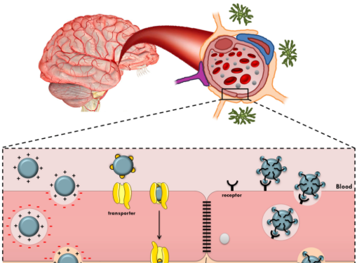 靶向磷脂定制有哪些类型丨不同修饰方式介绍