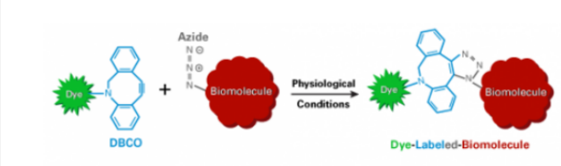 Click化学DBCO偶连各类小分子/高分子/多肽/蛋白/多糖/核酸（定制技术）