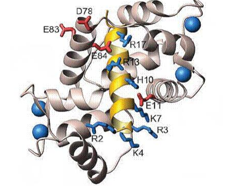 多肽的定制合成，提供多种修饰 （生物素、磷酸化、甲基化、乙酰化、荧光/染料标记、PEG修饰、偶联载体蛋白等）