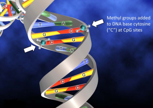 核酸(DNA、RNA)的功能化修饰技术（几百种定制产品）