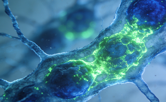 功能化葡聚糖的精准修饰 —— 西安齐岳生物定制服务详解