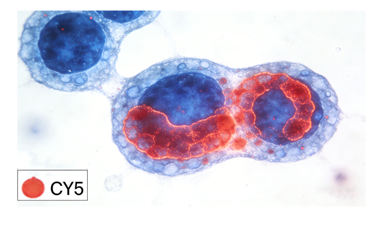 海藻酸钠(Sodium Alginate)的修饰与改性及西安齐岳生物定制服务