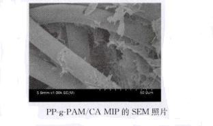 提供PP纤维接枝非印迹聚丙烯酰胺/海藻酸钙水凝胶(PP-g-PAM/CA NIP)的制备过程和SEM图片