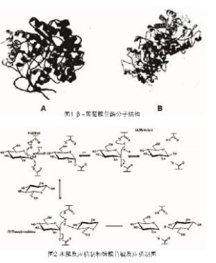 β-葡萄糖苷酶的结构与功能