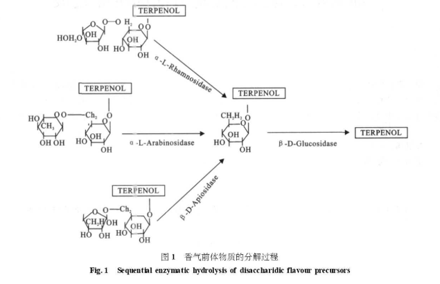 糖原的酶解需要各种酶的步骤，香气物质的分解