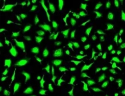 生物素化蛋白定制合成