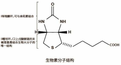 生物素化药物及前体定制合成