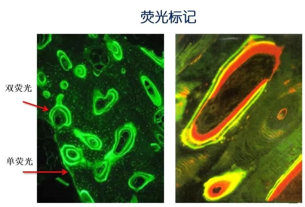 荧光标记聚糖的技术原理和方法