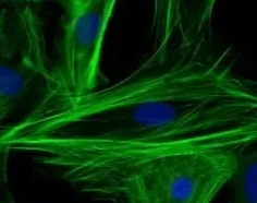 载核酸树状大分子载体定制技术