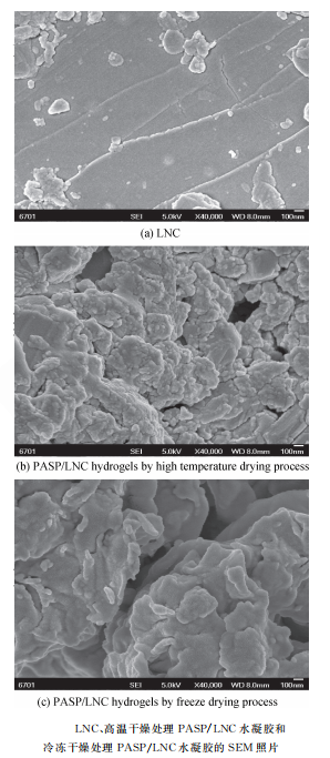 PASP/LNC水凝胶的制备流程、SEM 照片，结构分析