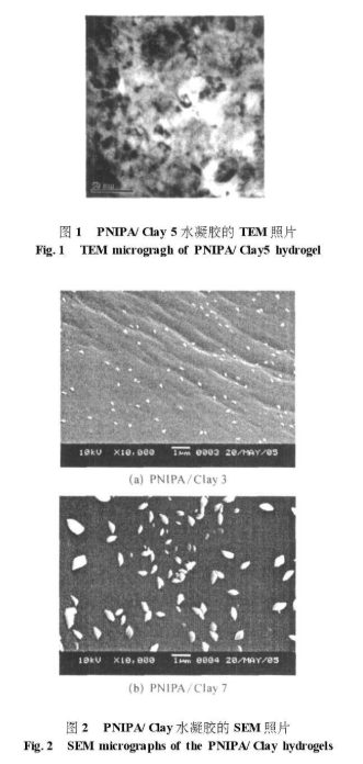 PNIPA ay水凝胶的制备、形态、TEM照片、SEM 照片