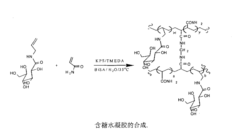 含糖单体及水凝胶的合成