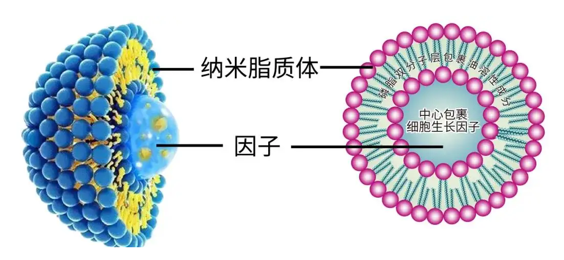 脂质体包裹药物表面修饰多肽