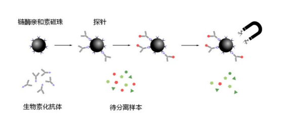 链霉亲和素修饰的四氧化三铁磁性纳米颗粒 Streptavidin modified Fe3O4 Magnetic Nanoparticles