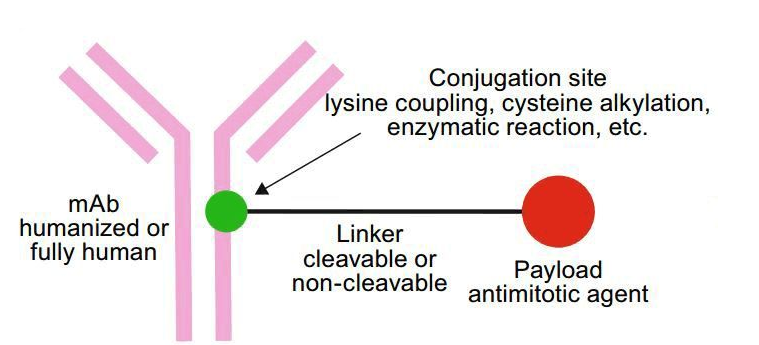 ​抗体药物偶联物（ADC）定制技术介绍-西安齐岳生物