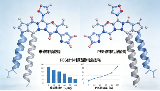 PEG修饰蛋白定制合成-西安齐岳生物提供