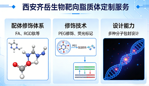 靶向脂质体定制丨叶酸 / RGD 修饰靶向脂质体