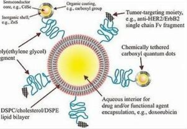 冬虫夏草多糖脂质体CPL的应用以及稳定性