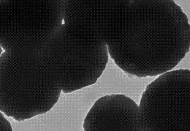 介孔二氧化硅包四氧化三铁纳米颗粒（150nm）