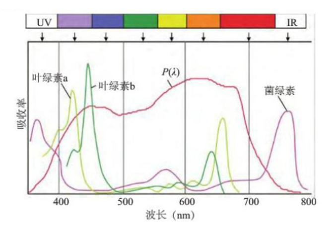 叶绿素家族（a、b、c、d）的偶联修饰定制技术