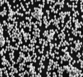 羧基化金納米粒,粒徑50nm左右，Gold nanoparticles(圖1)